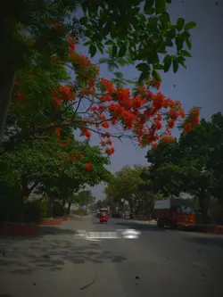 আজও হায়... 