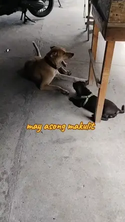 asong makulit

