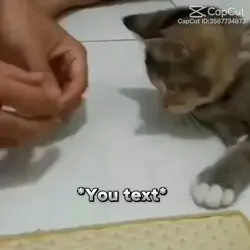 Magic cat