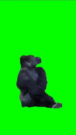 Lonely gorila