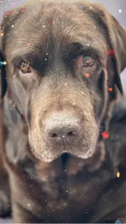 Hund Trauer 🙏🕯️🙏