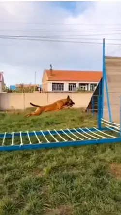 Dog jumppp