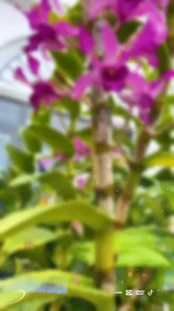 hoa lan đẹp
