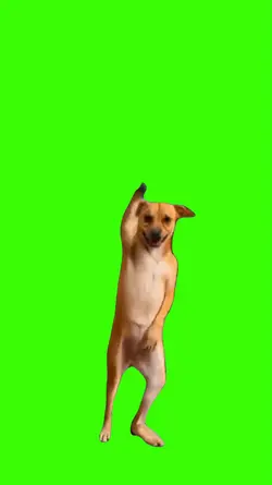 Dog/Cachorro 