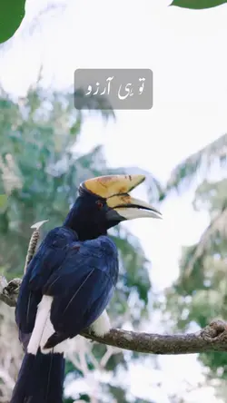 La Ilaha Teri shan