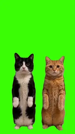 Cat/Gato