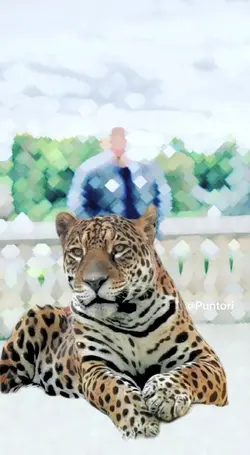T I G E R 