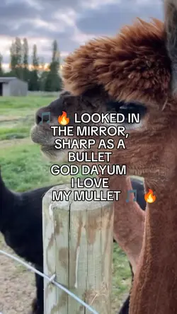 I love my mullet 
