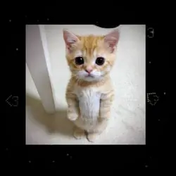 Funny cat meme edit 