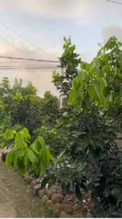 🍃