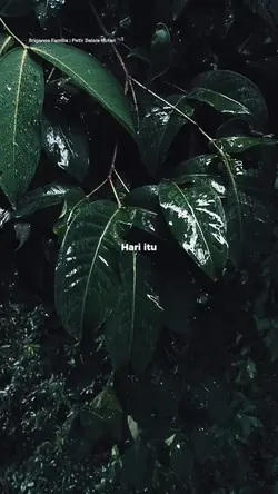 Petir Dalam Hutan