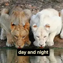 day and night