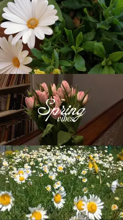 SPRING VIBES
