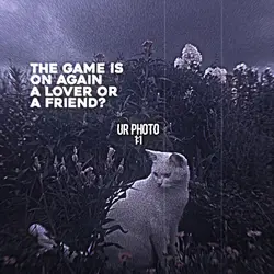 the winner takes it 
