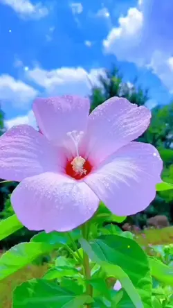 Nhạc Không Lời