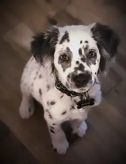 DOG EDIT