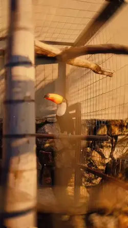 pets at sunset