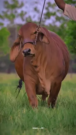 Bakra Eid قربانی