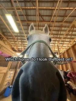 Which horse?🐎