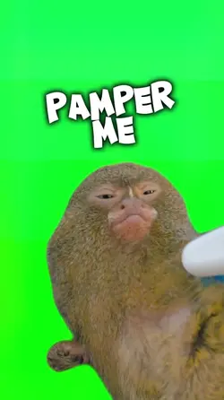 Pamper Me