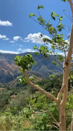 Bundok