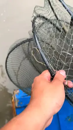 tôm sú thiên nhiên 