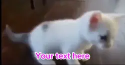 Cat dancing 👍 