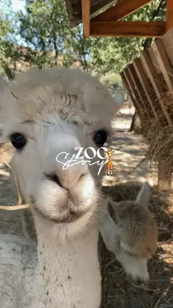 zoo story 
