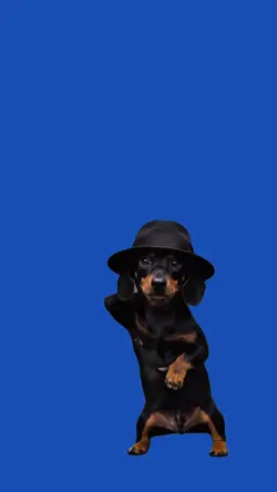 Dog/Cachorro.