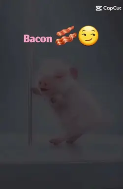 Bacon