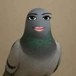 Pigeon
