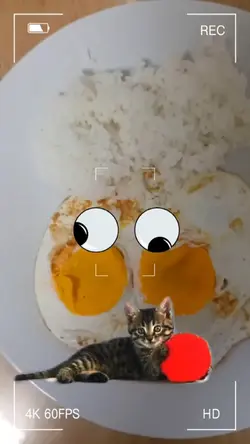 Cat template