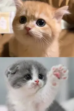 CUTE CAT