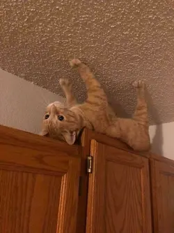 orange cat edit :3