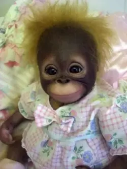 Monkey Prank