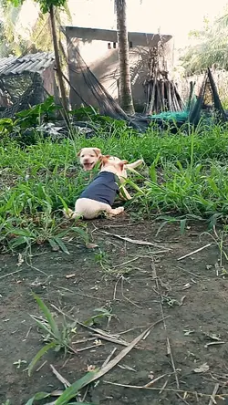 XIN ĐỪNG CẢI NHAU