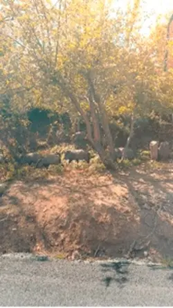Nature template