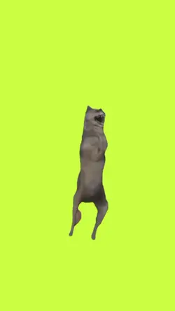 cc les chats