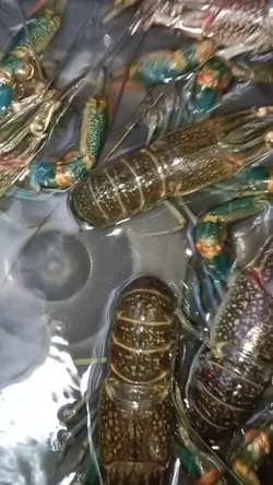 crayfish