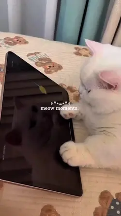 Meow Moments 