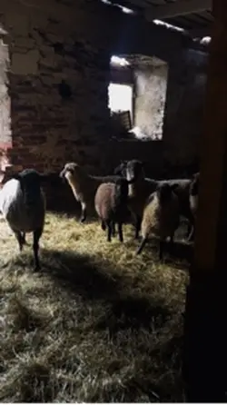 farm life