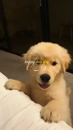 i Love my dog pet