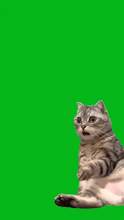 cat green screen 