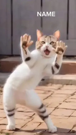dancing cat