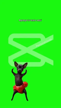 Chihuahua bailando 