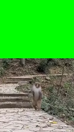 monkey running