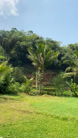 Pemandangan Hijau