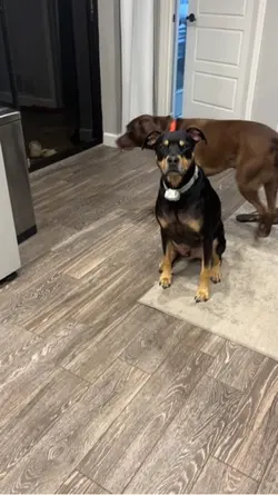 Coco and Clover😍