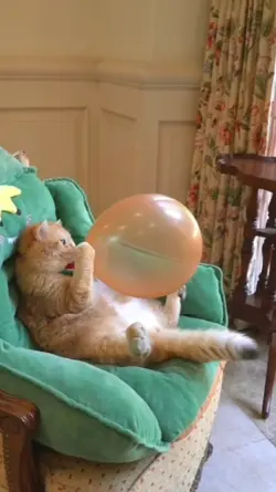KUCING TIUP BALON