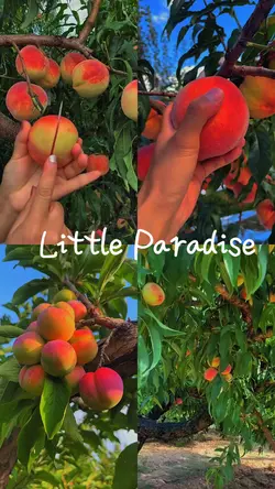 Peach garden